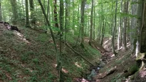 Sercu bliskie Bieszczady, sercu bliskie Lesko